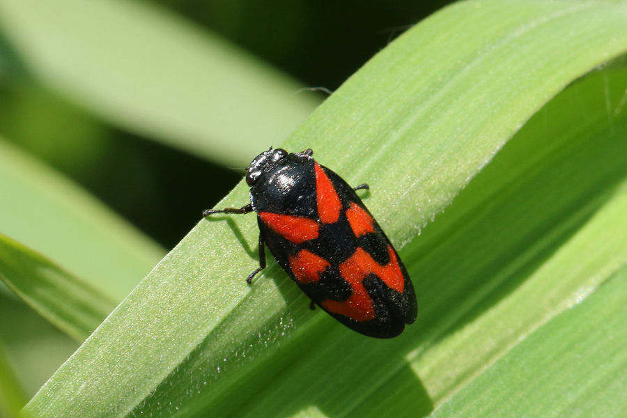 Cercopis vulnerata